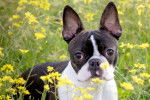 Photo Boston Terrier