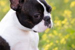 Photo Boston Terrier