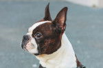 Photo Boston Terrier