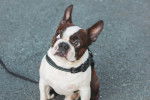 Photo Boston Terrier
