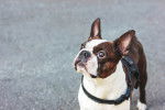 Photo Boston Terrier