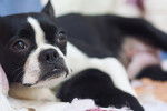 Photo Boston Terrier