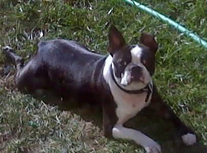 spud - Boston Terrier Mâle (4 ans)