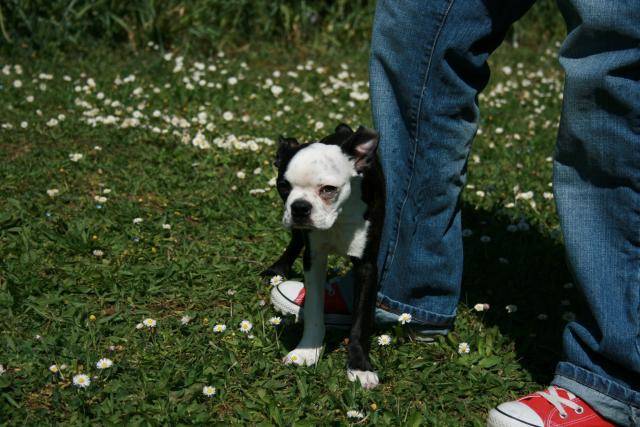 Terrier de Boston - Boston Terrier