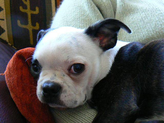 Terrier de Boston - Boston Terrier