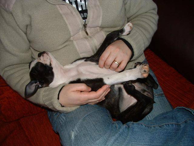 Terrier de Boston - Boston Terrier