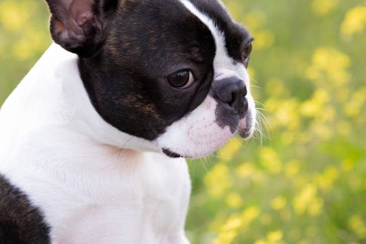 Photo Boston Terrier