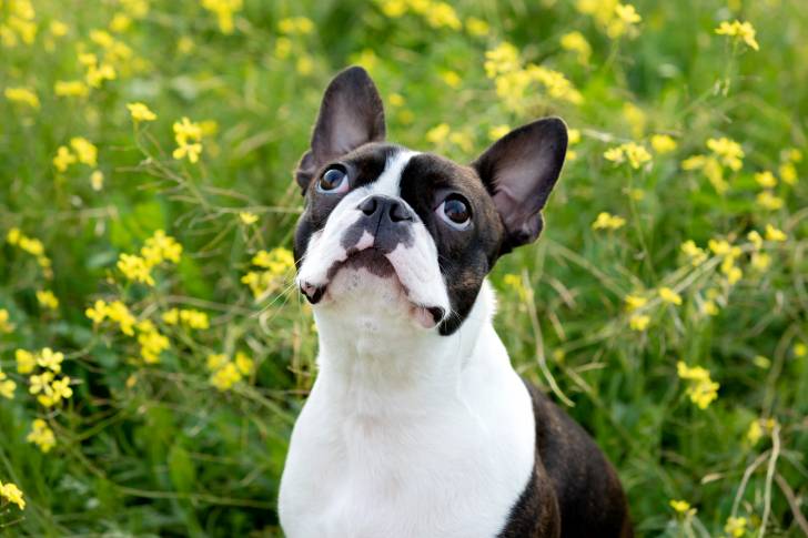 Le Boston Terrier