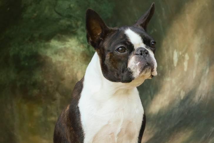 Photo Boston Terrier