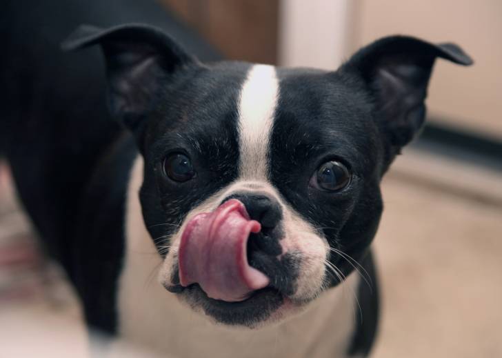 Un Boston Terrier noir et blanc se lèche le nez