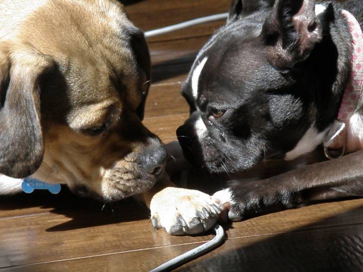 madison - Boston Terrier Femelle (9 ans)