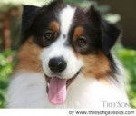 lulu - Bouvier Australien (5 mois)