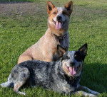 Woody y Tovy - Bouvier Australien Mâle (2 ans)
