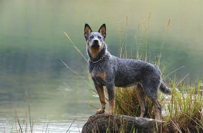Le plus vieux chien du monde - Les records autour des chiens