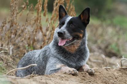 Chiens de bouvier autorisés au mordant