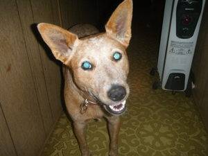 Keita - Bouvier Australien Femelle (4 ans)