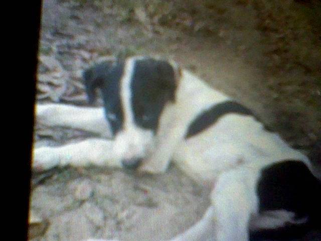 oreo - Bouvier Australien Mâle (1 mois)