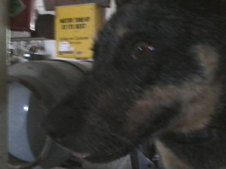 Jammie - Bouvier Australien Femelle (2 ans)