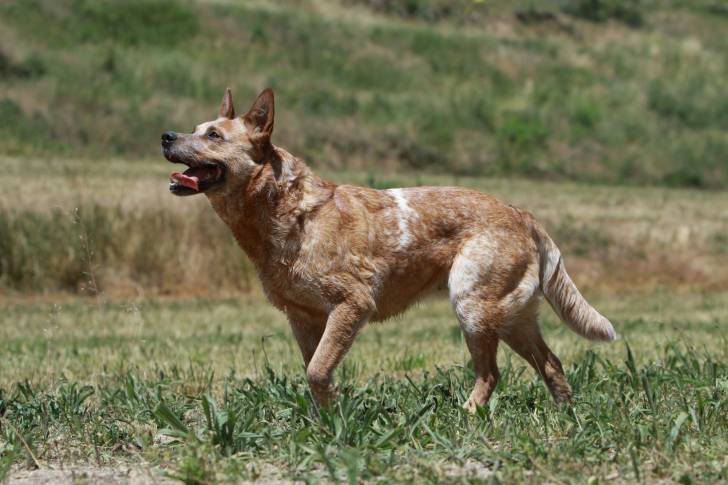 Le Bouvier Australien