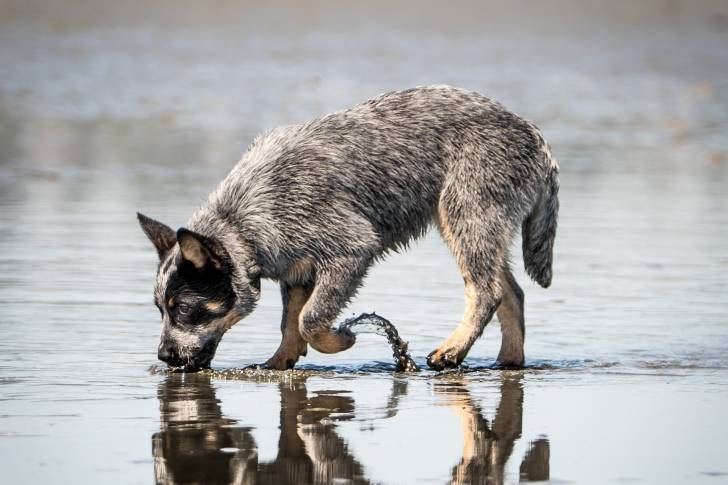 Photo Bouvier Australien