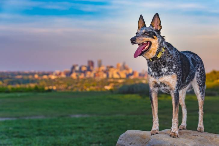 Photo Bouvier Australien