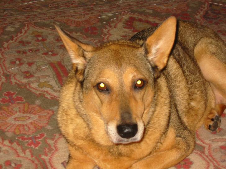 Sandy - Bouvier Australien Femelle (13 ans)