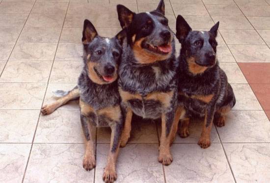 Desty,dyny et dingo. - Bouvier Australien Mâle (5 ans)