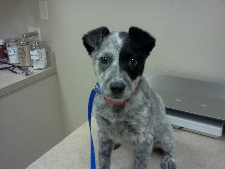 Maiylah - Bouvier Australien Femelle (3 mois)