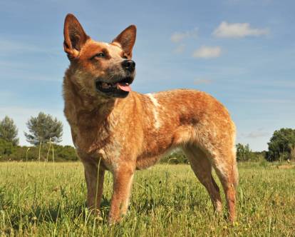 Un Bouvier Australien