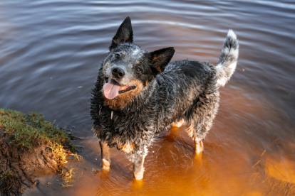 Un Bouvier Australien heureux dans un lac