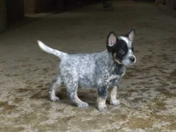 Chisem - Bouvier Australien Mâle (2 mois)