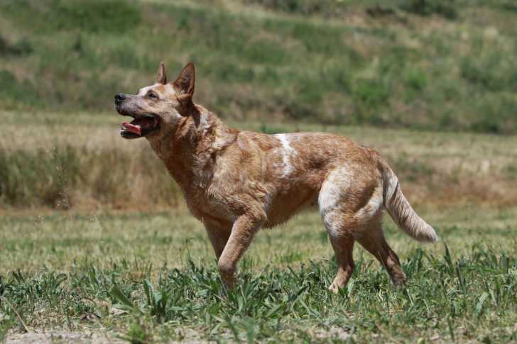 Le Bouvier Australien