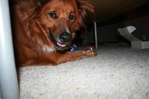 Noodles - Bouvier Australien Femelle (9 ans)