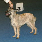 Photo Bouvier des Ardennes