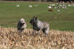 Photo Bouvier des Ardennes