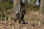 Photo Bouvier des Ardennes