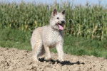 Photo Bouvier des Ardennes