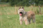 Photo Bouvier des Ardennes