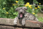 Photo Bouvier des Ardennes