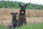 Photo Bouvier des Ardennes