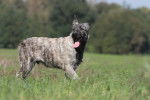 Photo Bouvier des Ardennes