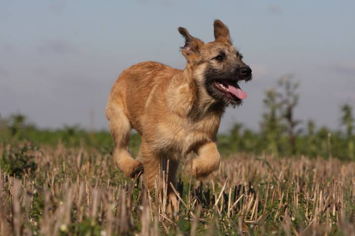 Photo Bouvier des Ardennes