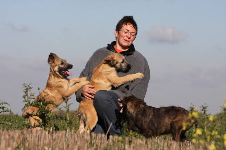 Photo Bouvier des Ardennes