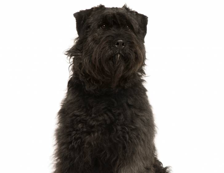 Photo Bouvier des Ardennes