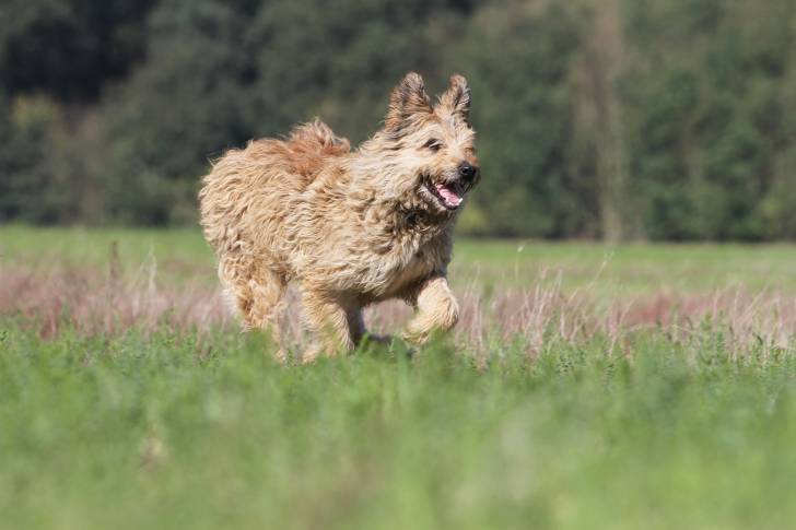 Photo Bouvier des Ardennes