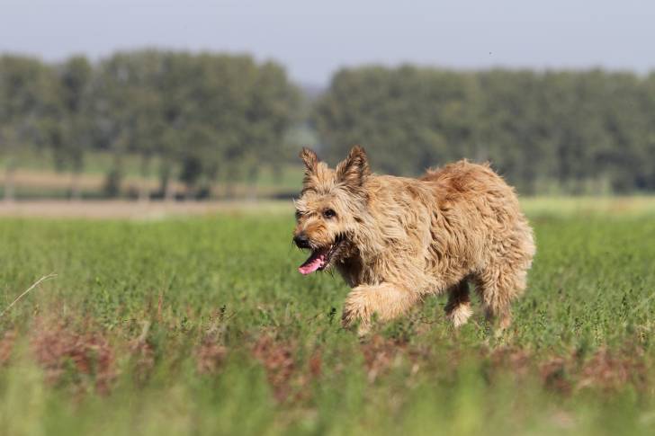 Photo Bouvier des Ardennes