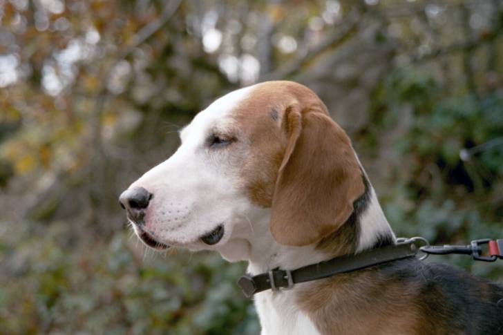 Photo Brachet Allemand