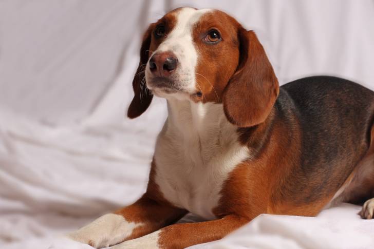 Photo Brachet Allemand