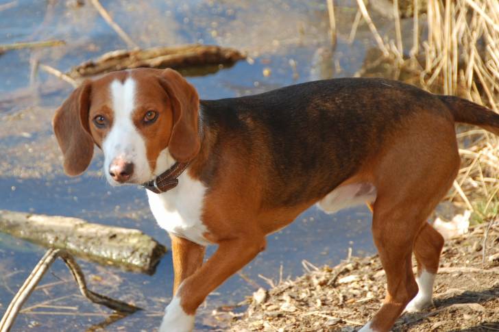 Photo Brachet Allemand