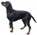 Photo Brachet Autrichien Noir et Feu